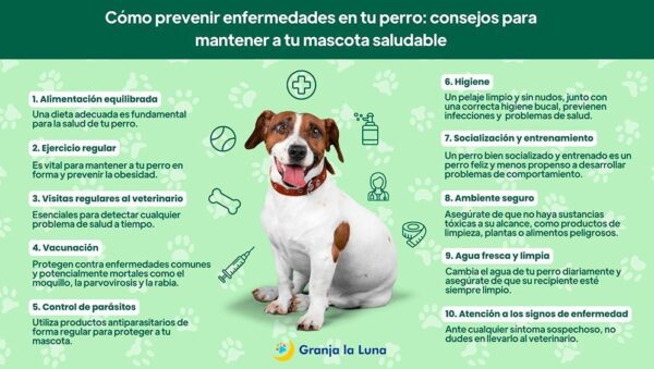 pasos para evitar errores en entrenamiento para tu mascota
