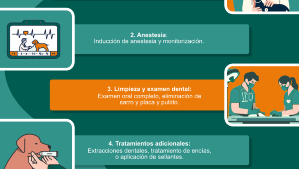 pasos para higiene dental basica en perros