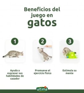 pasos para juegos interactivos con tu gato