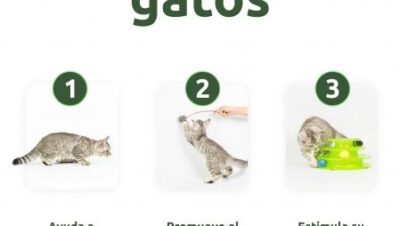 pasos para juegos interactivos con tu gato
