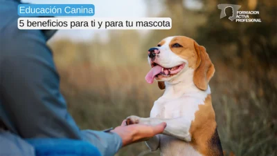 por que es clave la educacion inicial de perros