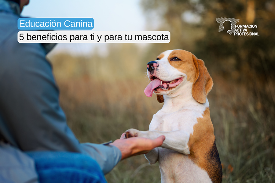 Por qué es clave la educación inicial de perros 1 por que es clave la educacion inicial de perros