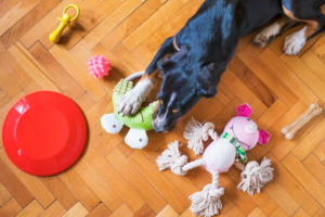 por que los juegos ayudan en el bienestar animal