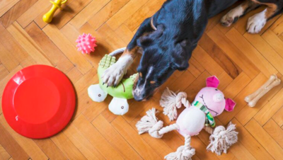 por que los juegos ayudan en el bienestar animal