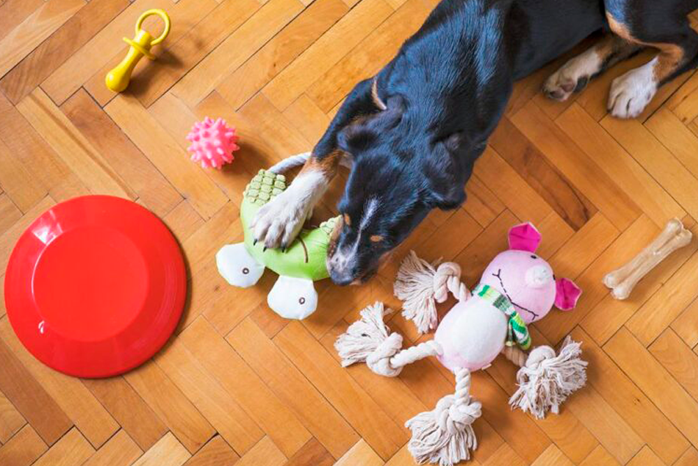 Por qué los juegos ayudan en el bienestar animal 1 por que los juegos ayudan en el bienestar animal