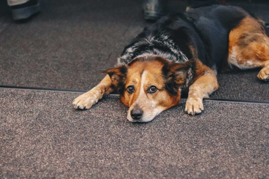 Por qué ocurre aburrimiento en perros 1 por que ocurre aburrimiento en perros
