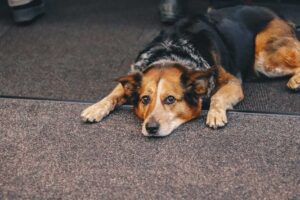 por que ocurre aburrimiento en perros