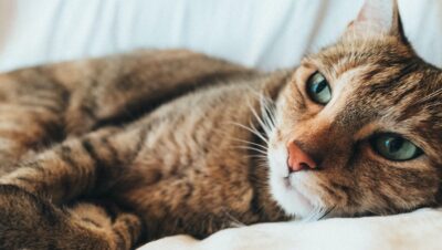 por que ocurre el aburrimiento en gatos