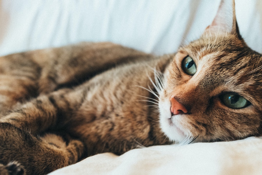 Por qué ocurre el aburrimiento en gatos 1 por que ocurre el aburrimiento en gatos