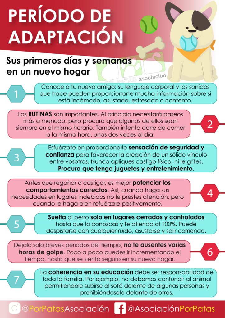 Qué hacer en adaptación inicial de mascotas 1 que hacer en adaptacion inicial de mascotas