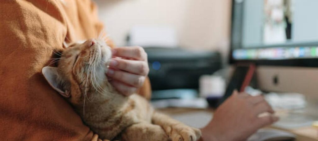 Qué hacer en rutinas cotidianas con gatos 1 que hacer en rutinas cotidianas con gatos