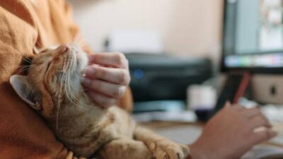 que hacer en rutinas cotidianas con gatos