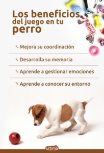 que hacer para fomentar juegos activos para tu mascota