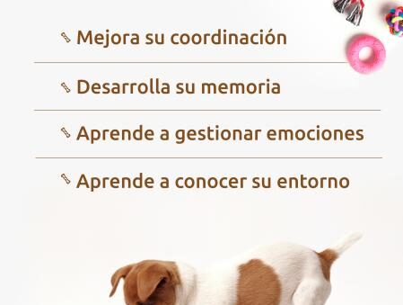 que hacer para fomentar juegos activos para tu mascota