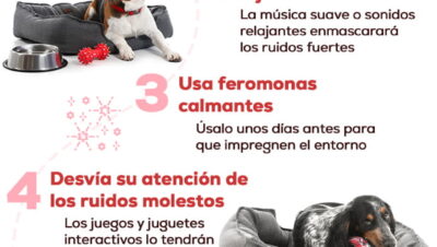 que hacer si tu mascota evita juegos