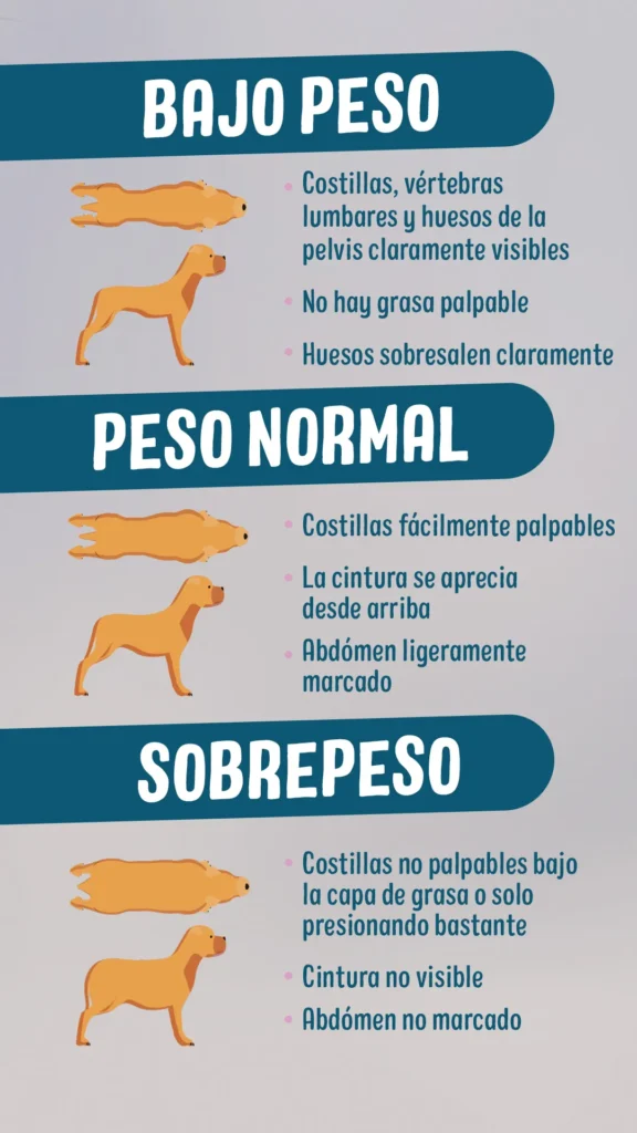 Qué hacer si tu mascota no se adapta rápido 1 que hacer si tu mascota no se adapta rapido