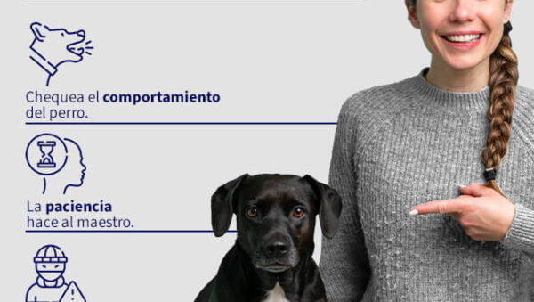 recomendaciones basicas para entrenamiento inicial para tu mascota