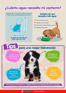 recomendaciones para alimentacion general para tu mascota