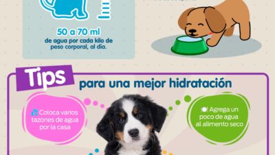 recomendaciones para alimentacion general para tu mascota