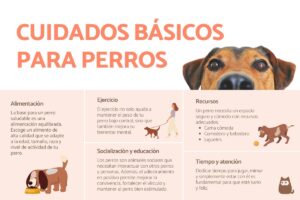 recomendaciones para cuidados cotidianos para tu mascota