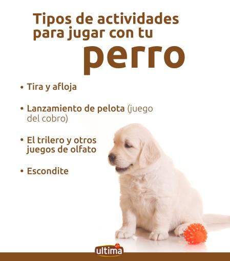 Recomendaciones para juegos estimulantes para tu Mascota 1 recomendaciones para juegos estimulantes para tu mascota